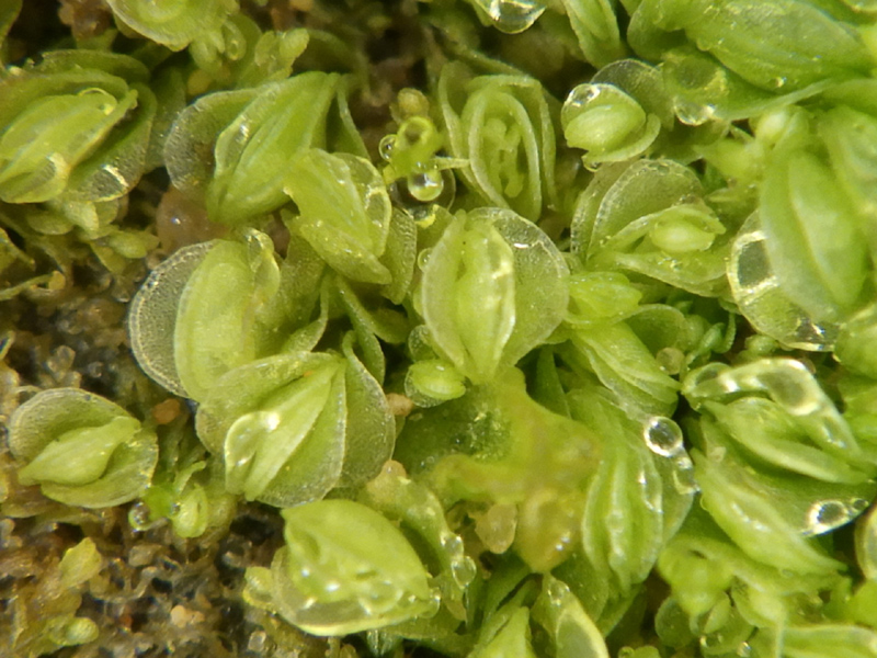 Solenostoma gracillimum